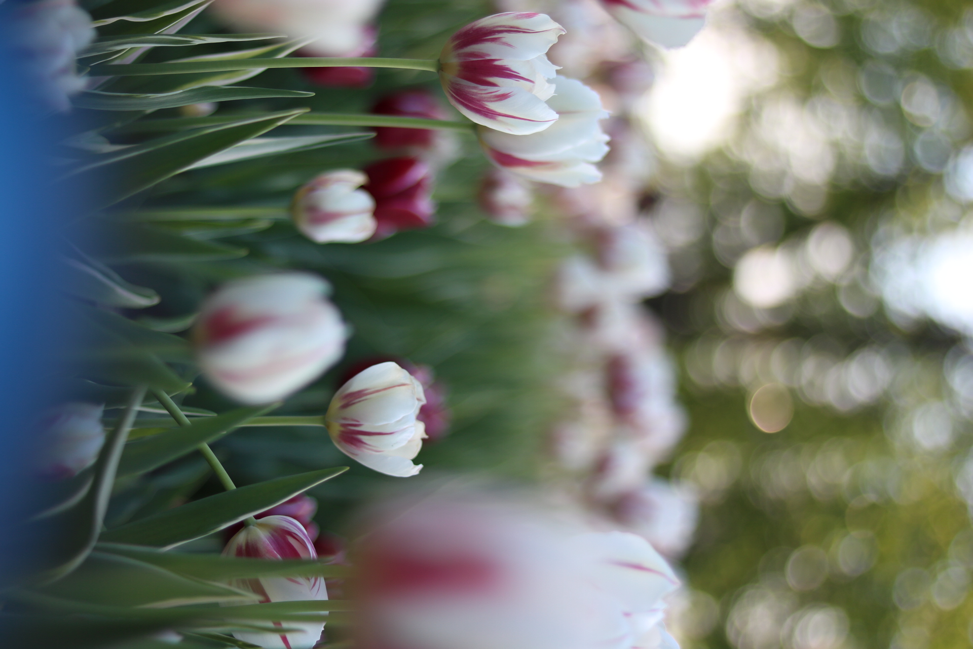 Bokeh picture of flowers