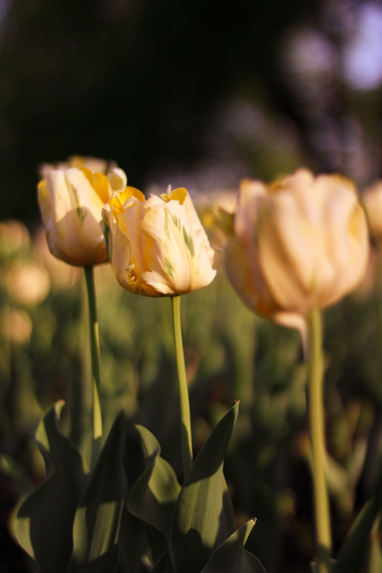 A close-up of white tulips