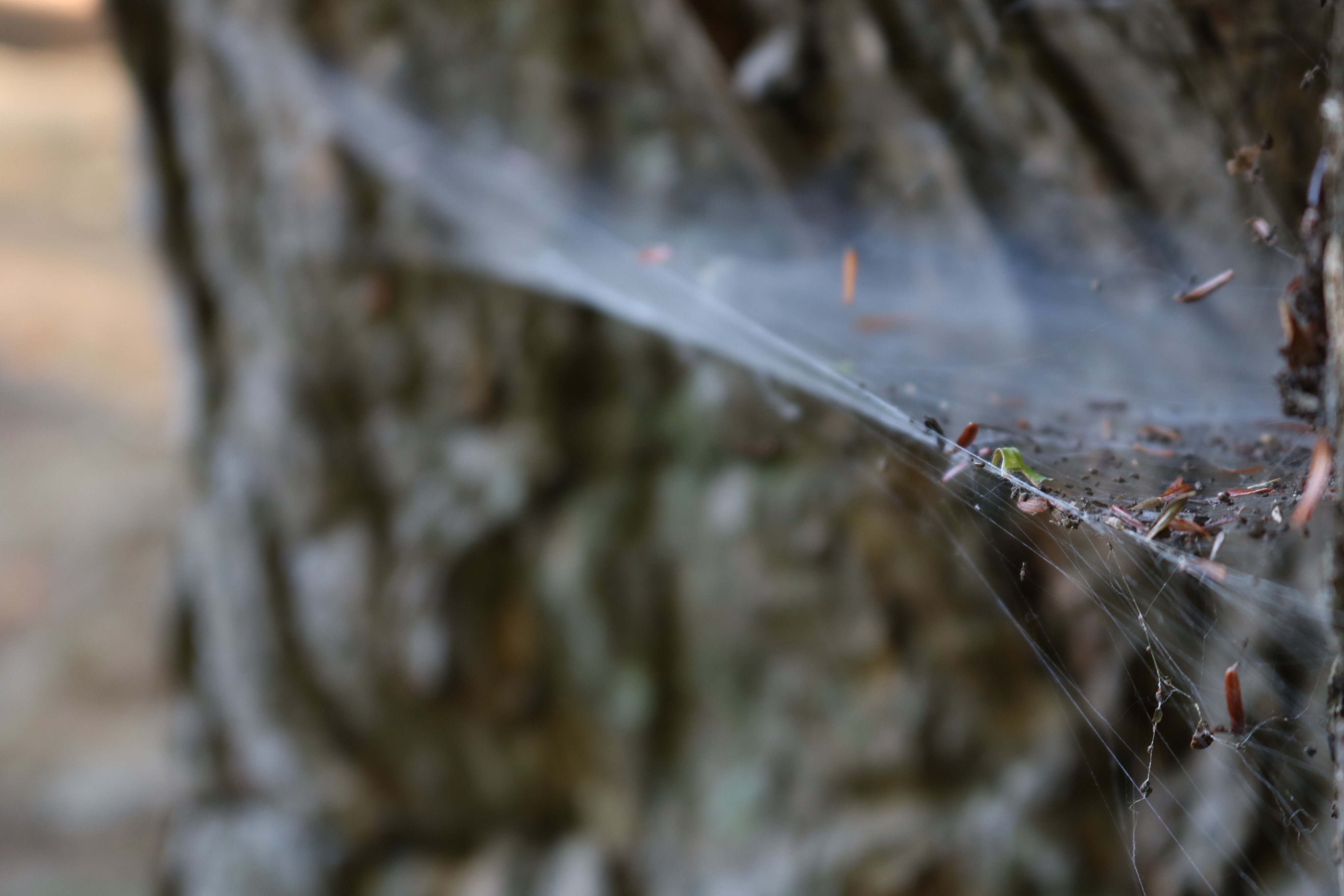 A close-up of a spider web