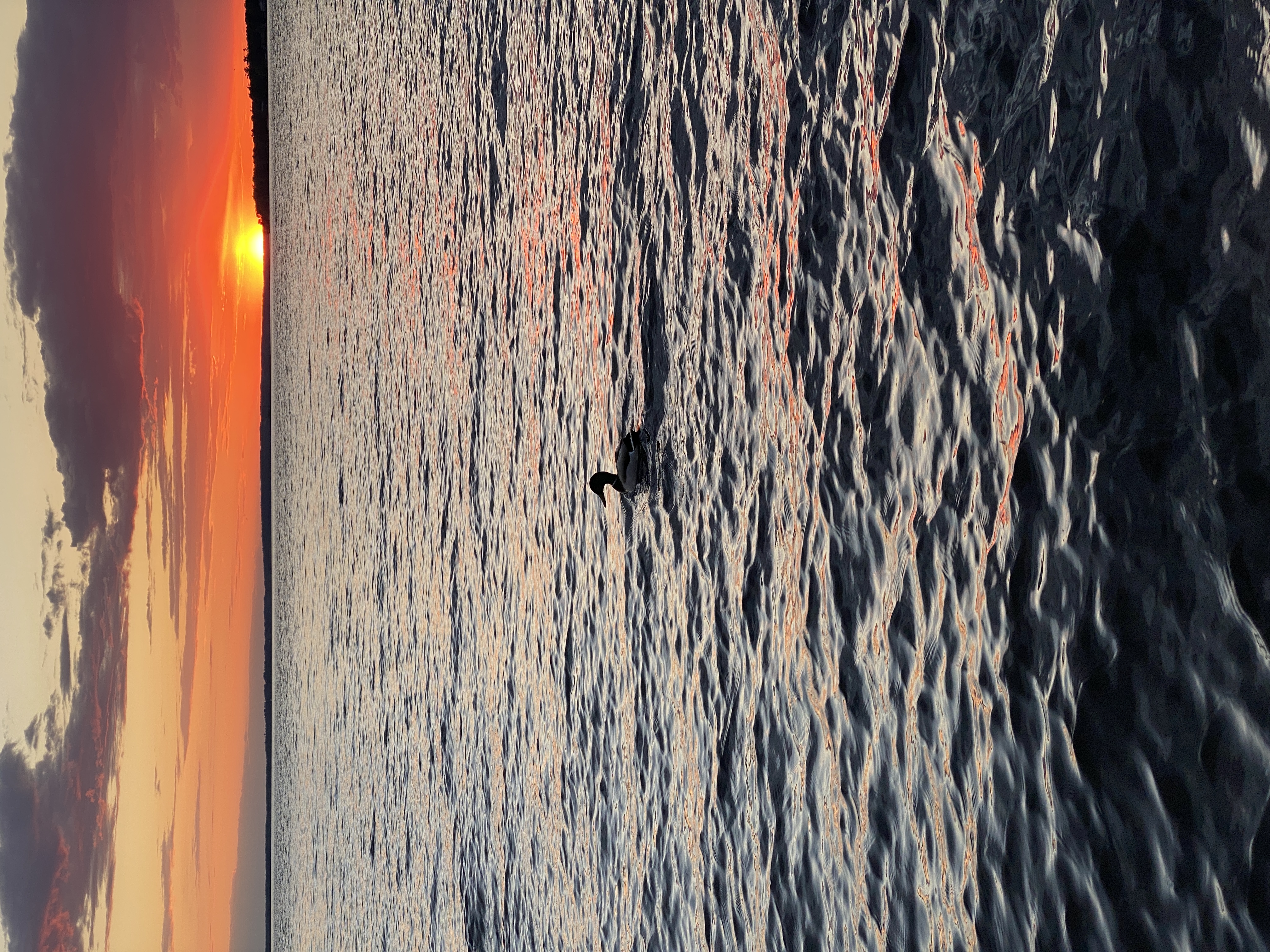 A lone duck floating in the center of a lake at sunset