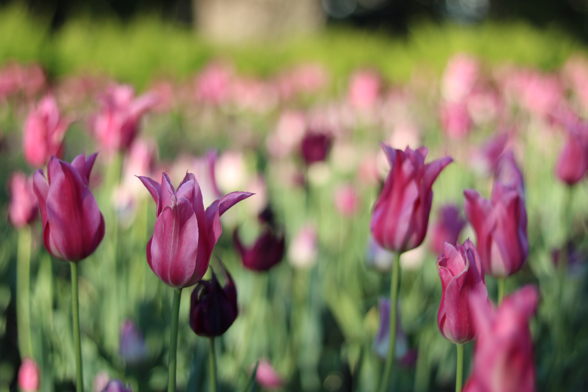 A patch of flowers