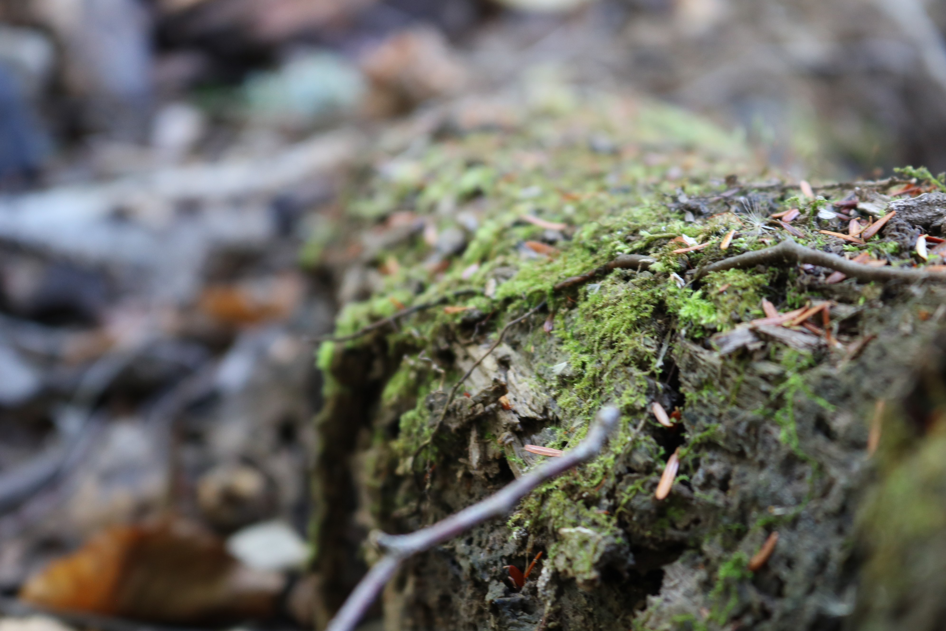 A patch of moss growing on a fallen tree trunk