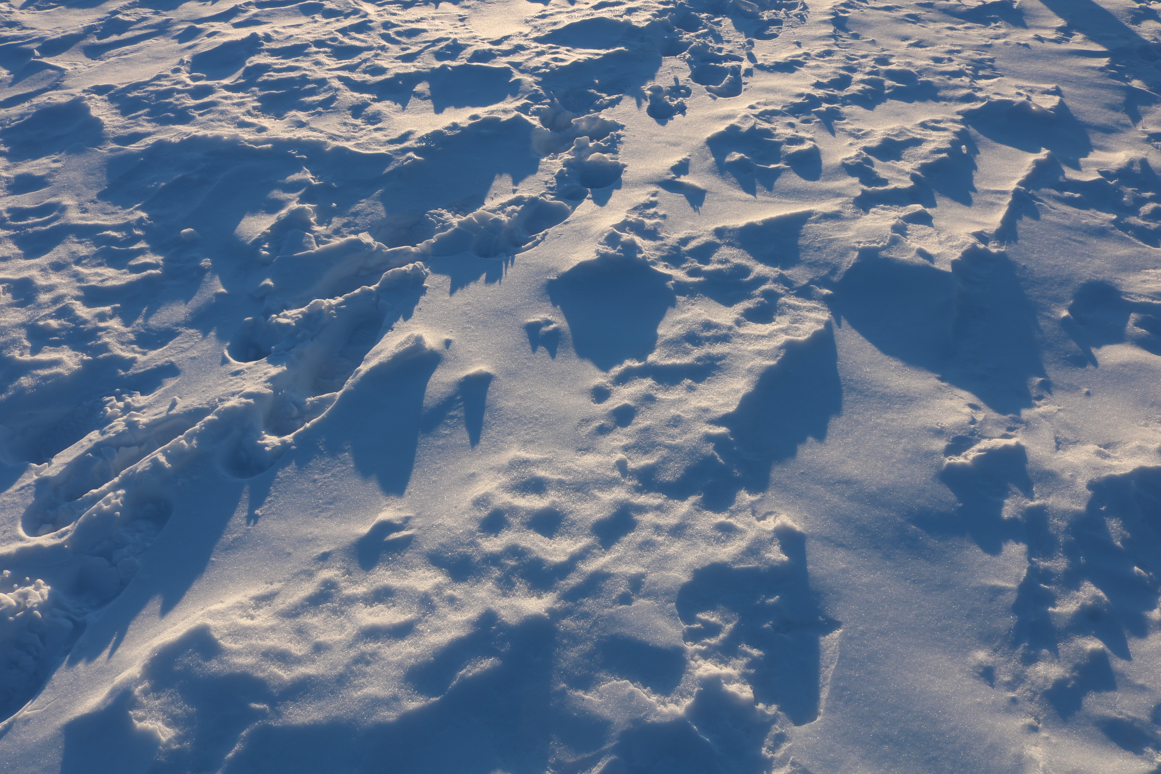 Snowy field casting shadows